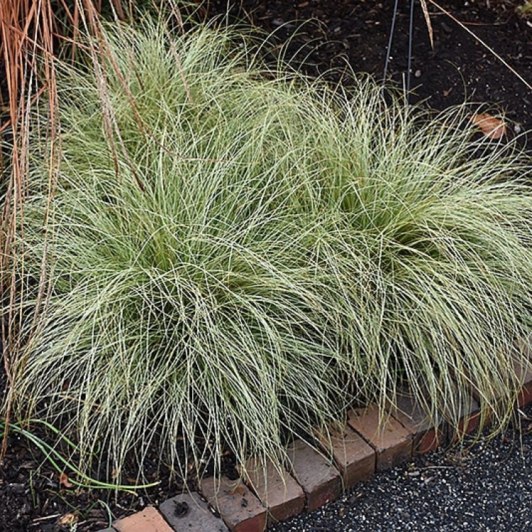 Carex Species Frosted Curls - во саксија Ø12